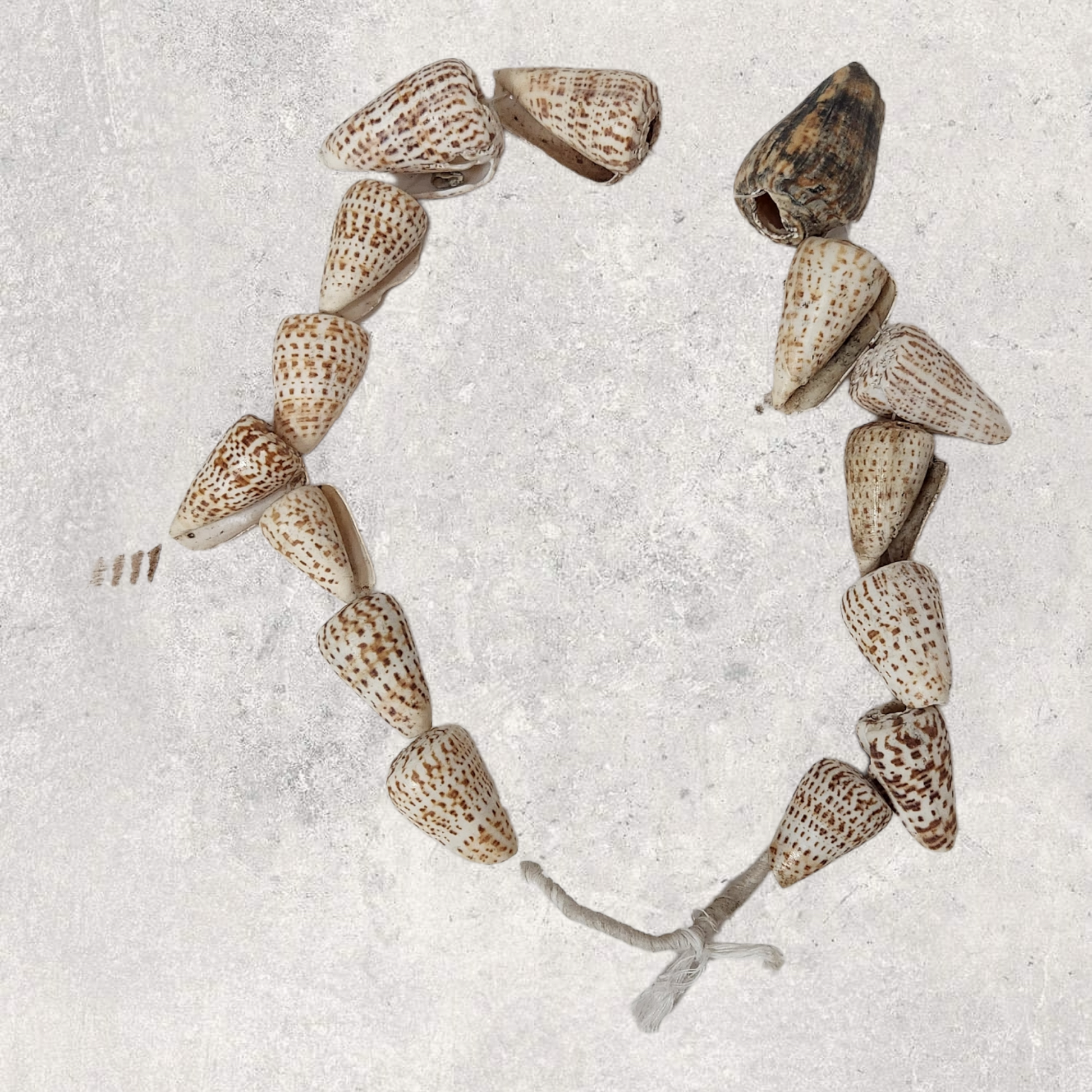 Shellfish necklace Mali 20th Century - MD African Art